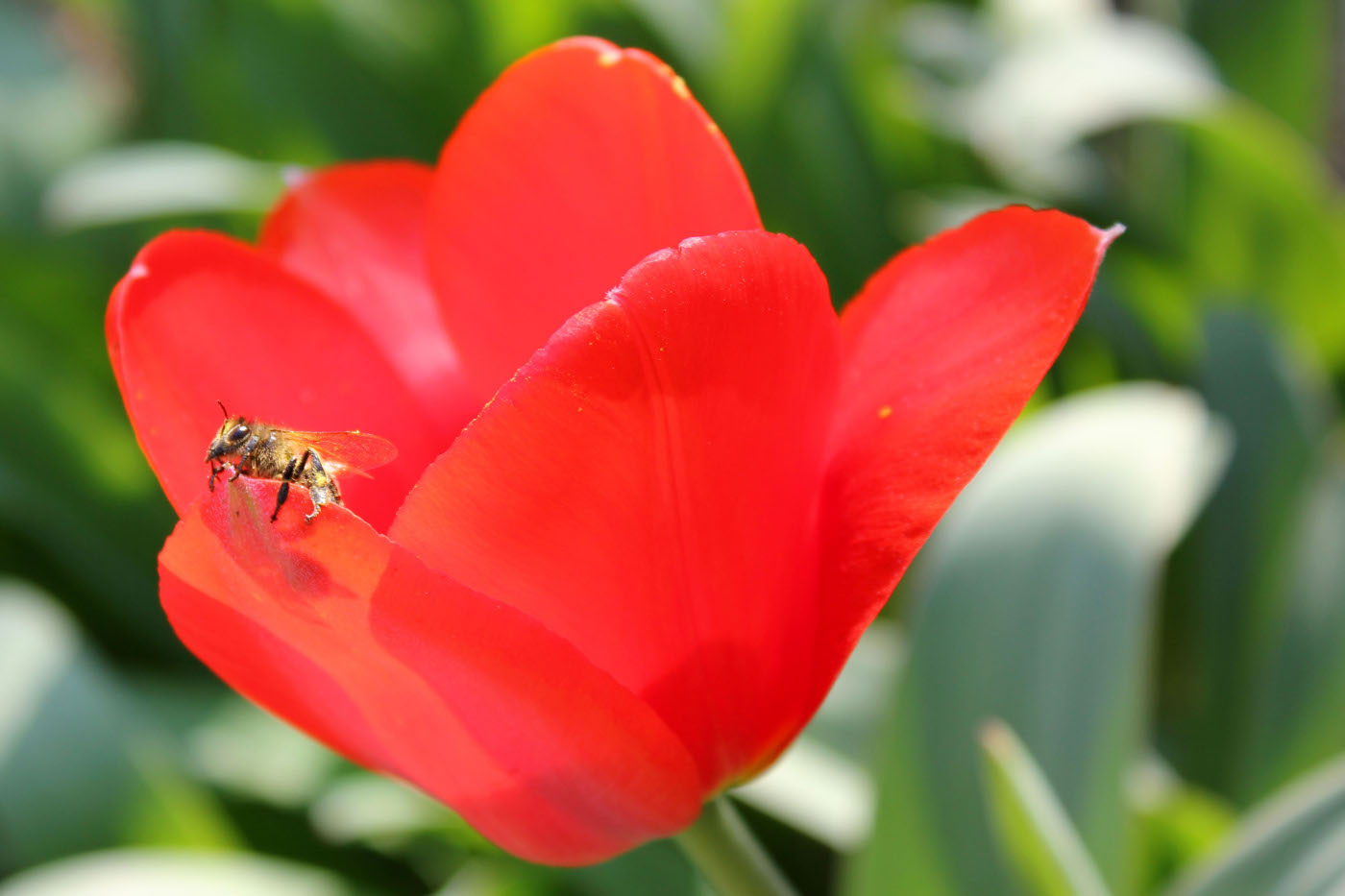 Včela a tulipán