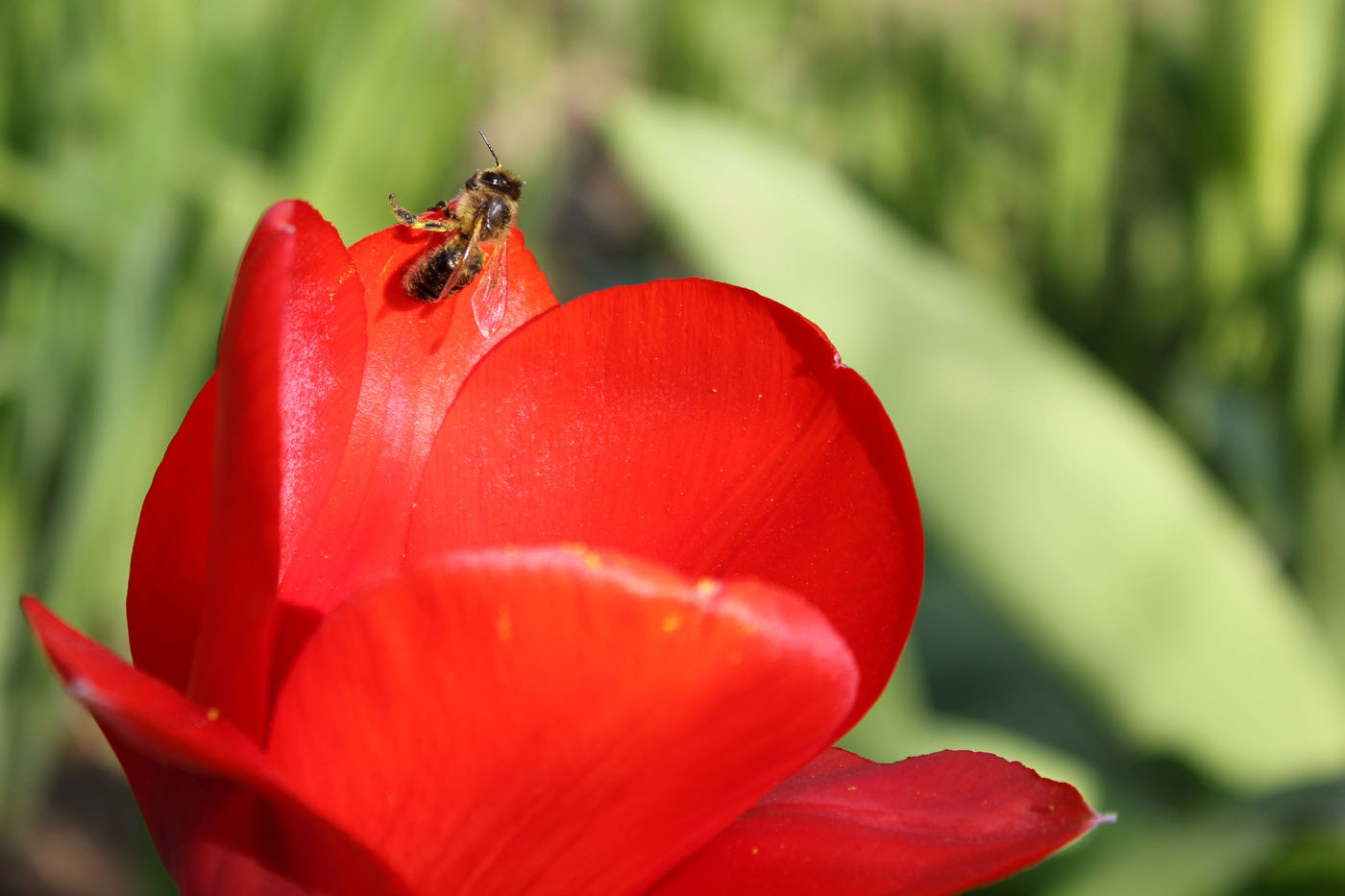 Tulipán a včela