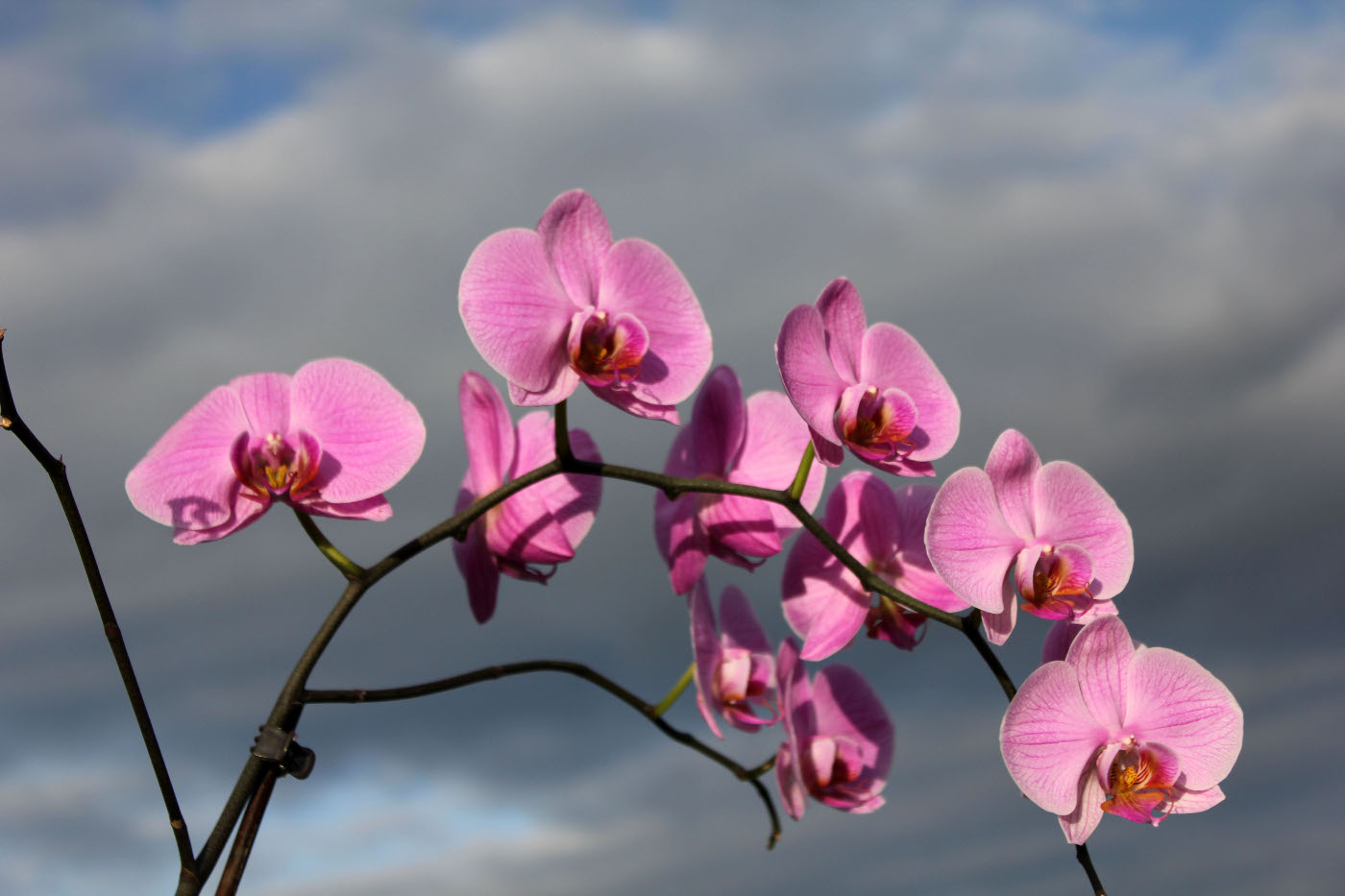 orchideje a nebe