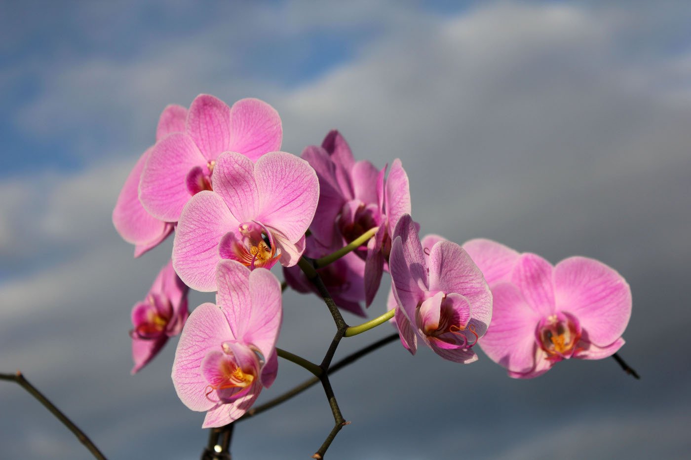 fialová orchideje