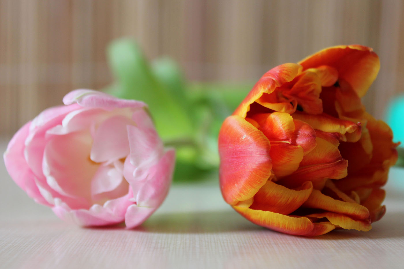řůžový a červený tulipán