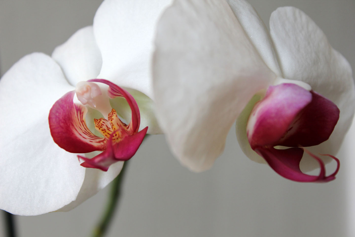 květ bílé orchideje