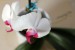 bílá orchidej s listy